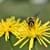 Bienen-Selfie