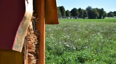 Insektenhotel auf der Blühwiese an der Siedlerstraße