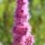 Pinke Blume