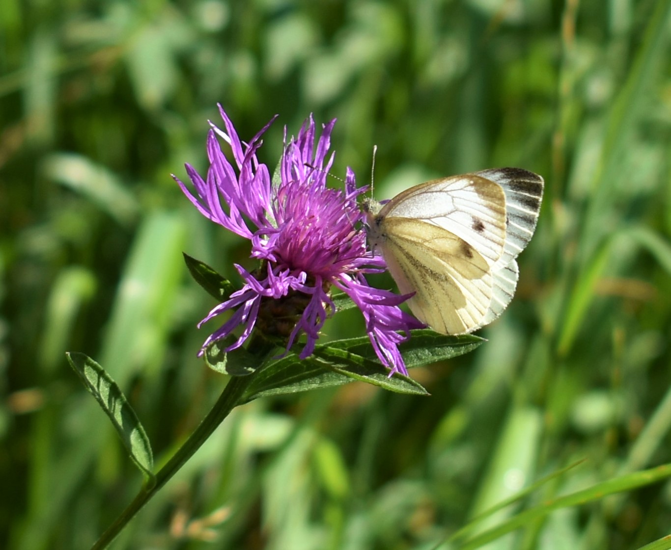 Falter auf lila Blume
