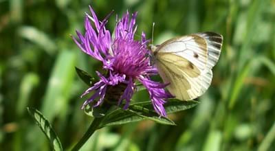 Falter auf lila Blume Falter auf lila Blume