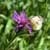 Falter auf lila Blume