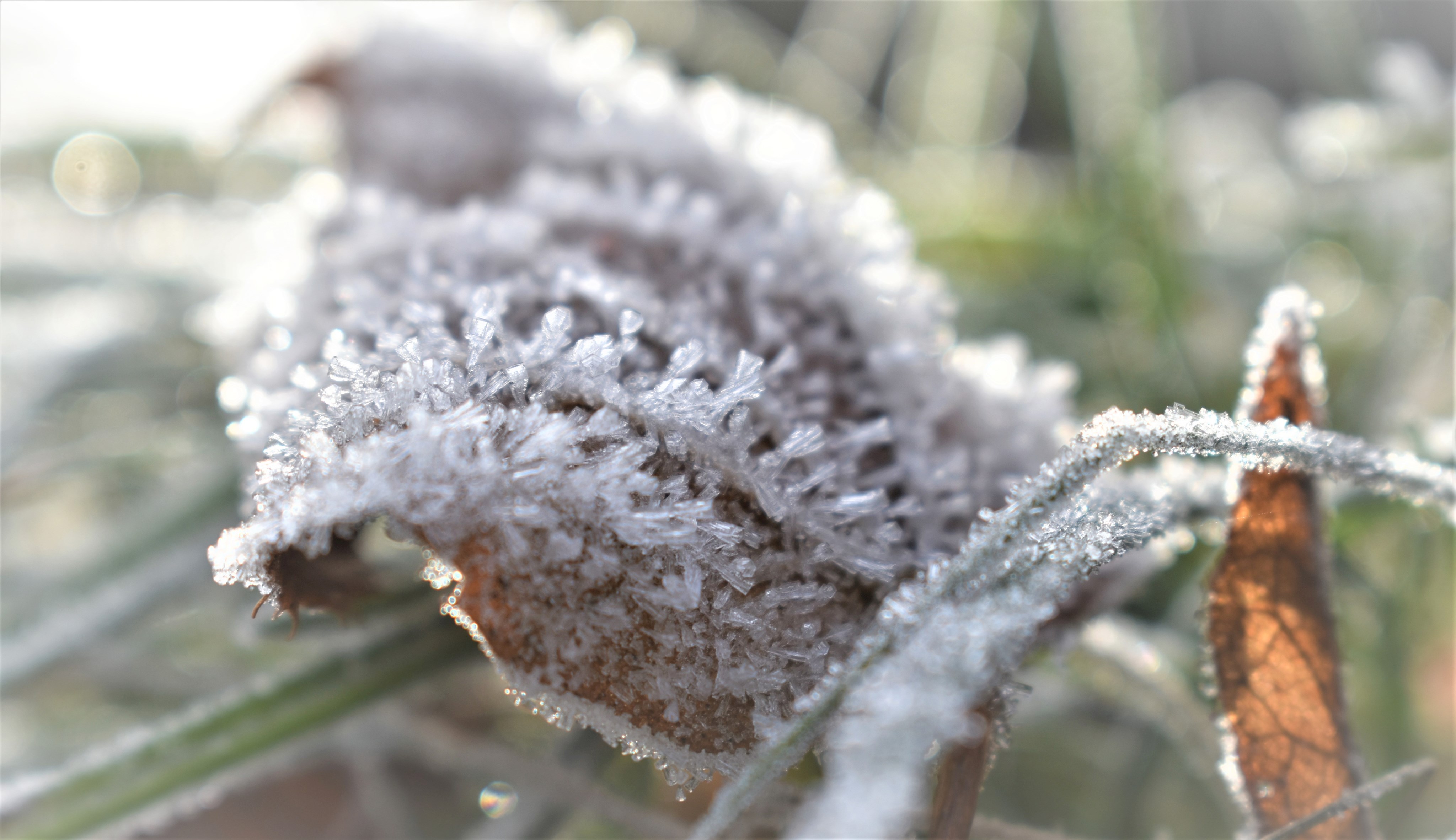 frostiges Blatt